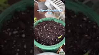 Full Cycle of a Thunbergia Plant Start to Finish shorts [upl. by Ailaham907]