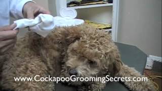 Cockapoo Grooming Clip 1 of 3 [upl. by Nierman]