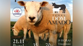 4° Remate Texel Dom Amado [upl. by Audres317]