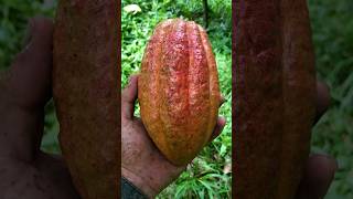 First harvest from new tree cacao chocolatetree [upl. by Erick]