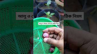 পেঁয়াজ ও আলু রোপণের সঠিক নিয়ম  Onion and potato planting technique potato আলু [upl. by Raimund166]