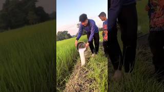 shorts agriculture farming2024 satisfying shot EliteShortsUnleashed 2907 [upl. by Ynabla146]