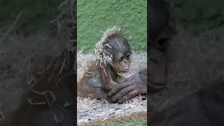 Cutest Ever Baby Orangutan Sitting Up [upl. by Zulch]