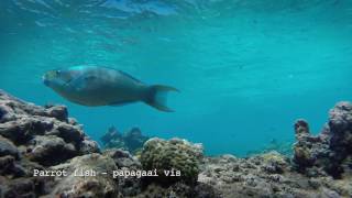 Sea Creatures of Curacao [upl. by Oremoh929]