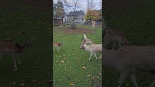 Animal Park in QuadrathIchendorf Bergheim 🇩🇪 german deutsch deutschland nature reh tiere [upl. by Osmond]