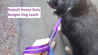 Dog Leash Heavy Duty Bungee Comfortable Safe Control for Relaxed Dog Walks [upl. by Kelwunn]