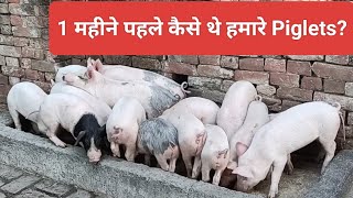 Dry Feed पर सूअर फार्म कैसे करें pig farming kaise karein [upl. by Carin]