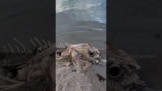 What is THAT Massive spooky seabeast washes up after storm [upl. by Jeremiah]