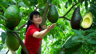 How to Harvest Avocado goes To Market Sell  Harvesting and Cooking Tieu Vy Daily Life [upl. by Rednazxela]