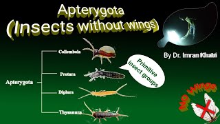 Insect Orders Part 1 Apterygota  Insects Without Wings  By Dr Imran Khatri [upl. by Lleinnad348]