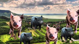 Micropigs and the Pros and Cons of GMO Pets [upl. by Owiat]