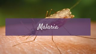 Malaria  Life Cycle of Malaria in Humans amp Mosquitoes PreU Biology  STPMMatriculationALevels [upl. by Iliak]