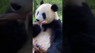 Giant panda Qinling panda Ailuropoda melanoleuca melanoleucaAnimal baby panda [upl. by Vikky674]