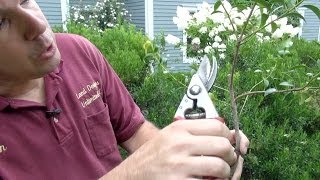 How to Prune Evergreen Shrubs Selectively [upl. by Lona760]