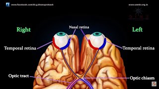 VISUAL PATHWAY ANIMATED  Animated anatomy lectures USMLE Step 1 [upl. by Ika992]