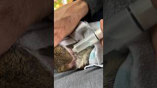 Botfly Removal You Won’t Believe the End botfly squirrel helping arthur nature [upl. by Drooff953]