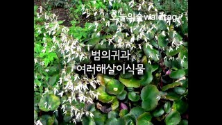 바위취 Saxifraga stolonifera [upl. by Samala]