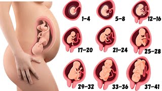 From 1  41 Weeks Fetal Developments  Pregnancy Week By Week [upl. by Alessandra]