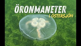 Öronmaneter i Östersjön [upl. by Marijn]