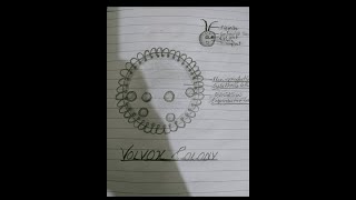 Volvox Diagram I Volvox Colony Diagram I Class 9 l Biology I How to draw the diagram of volvox [upl. by Olnton]