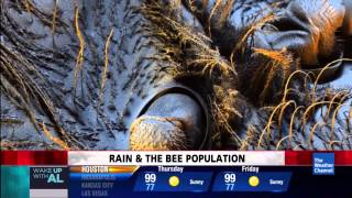 Bees Under Electron Microscope HD VIDEO [upl. by Rosaleen]