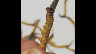 cordyceps sinensis [upl. by Ecinej]