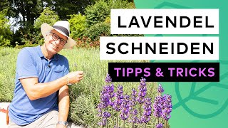 Lavendel schneiden  Tipps amp Tricks [upl. by Enimrej]