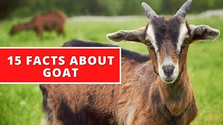 15 Interesting Facts About Goat [upl. by Tyne]