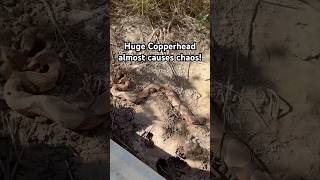 These Copperheads caused absolute chaos for us snake nature animals [upl. by Butcher]