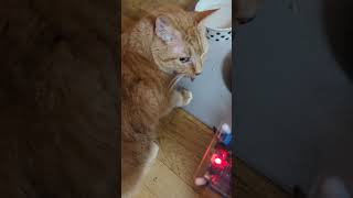 Geiger Counter Goes Crazy Near Treated Cat Кот после лечения радиоактивным йодом [upl. by Nalyd]