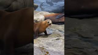 Sea Lion Pup Gets Saved By His Mom ❤️  The Dodo [upl. by Wye]