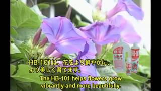 天然植物活力液HB101 Web CM「「家庭菜園を楽しもう」篇 [upl. by Ronny]