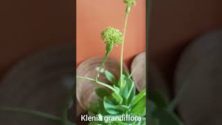 Klenia grandifloraAyurvedic medicinal plant [upl. by Eanad]