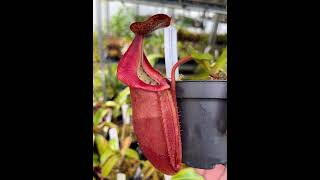 Nepenthes densiflora x veitchii BE4037  Kannenpflanzen bei Fangblatt  kannenpflanze [upl. by Samp378]