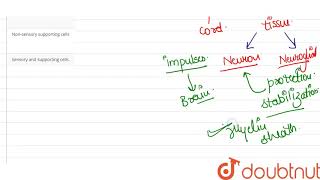 Neuroglial cells are [upl. by Assina]