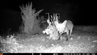 Foxes and fox cub on a late night feast [upl. by Nancee872]