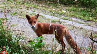 Auf der Naturwiese mit dem Fuchs [upl. by Neuburger182]