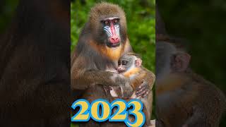 2023 mandrill vs 5000bce mandrill🦧🥺🥰😘🤗❤️ viral trending youtubeshorts [upl. by Evalyn]