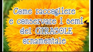 Come raccogliere e conservare i semi di Girasole ornamentale girasole semi conservare [upl. by Golanka]