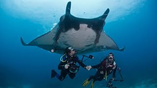 How dangerous are stingrays really [upl. by Alon]