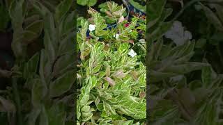 How to care Pedilanthus variegated plant shorts gardening plants trending nature oxygen [upl. by Rockwood]