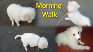 Indian Spitz Dog ll Morning WalkTime ll Breking agressive ll Bubu ko 3 Month Hogaya ll Asima5412 [upl. by Ateekan]