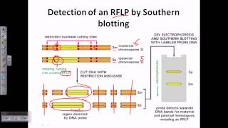 Southern blotting applications [upl. by Enyaw404]