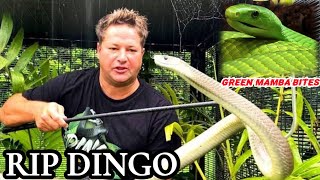 REST IN PEACE।DINGO DINKLEMAN GREEN MAMBA BITE VENOMOUS SNAKESouth Africa [upl. by Ieluuk503]