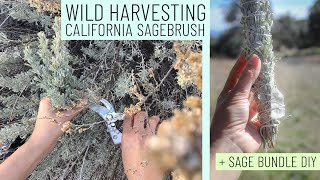 Wild Harvesting California Sagebrush  Handmade Sage Smudge Bundles [upl. by Kataway]