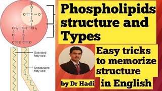 Phospholipids Types and structure in English Lecture 7 Easy tricks to memorize the structure [upl. by Travax372]