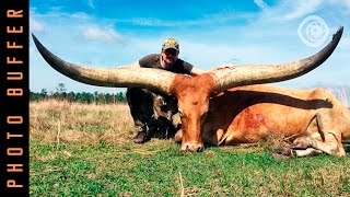 THE BULLS WITH THE BIGGEST HORNS [upl. by Angrist]