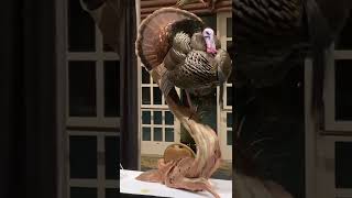 NWTF 2022 Taxidermy Competition Entries [upl. by Aerbua782]