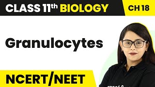 Granulocytes  Body Fluids And Circulation  Class 11 BiologyNEETAIIMS [upl. by Jan575]