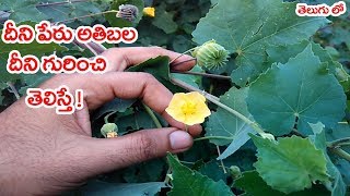 ఈ మొక్క గురించి తెలిస్తే  Abutilon indicum or Atibala health benefits in telugu [upl. by Aiekal534]